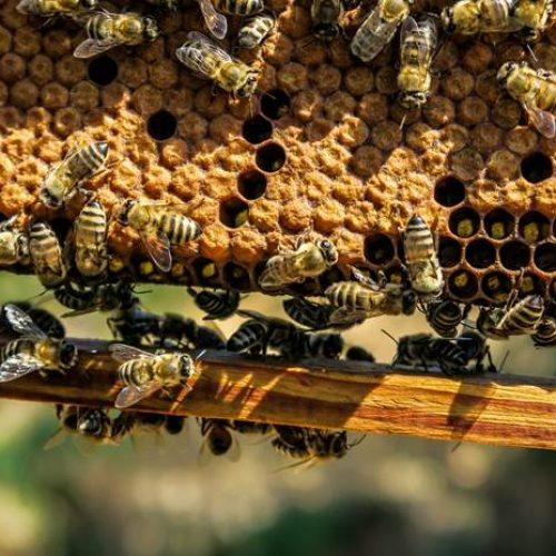 Trik-Mengesankan-untuk-Memperbanyak-Koloni-Lebah-Madu-min